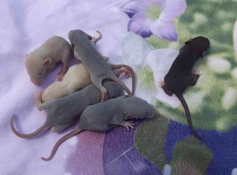 Mláďata dumbo potkánků potkani Dumbo potkan - foto 2
