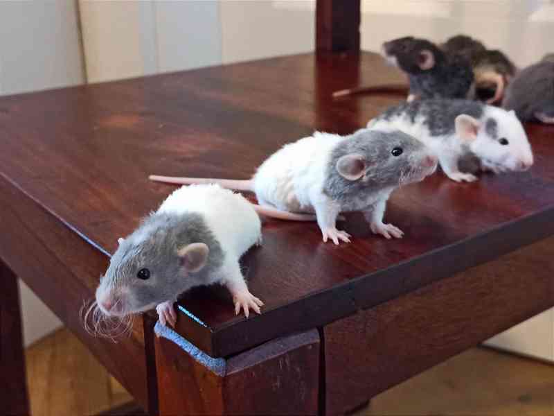 Mláďata dumbo potkánků potkani Dumbo potkan - foto 4