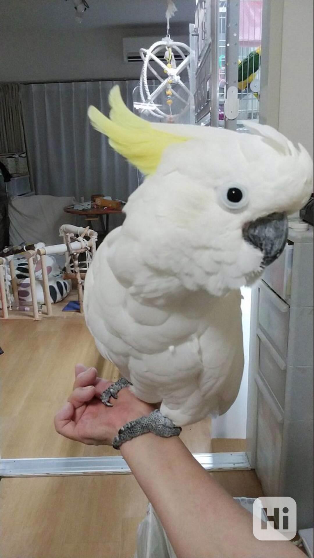 2 papoušci kakadu Deštník nyní k bezplatné adopci   - foto 1
