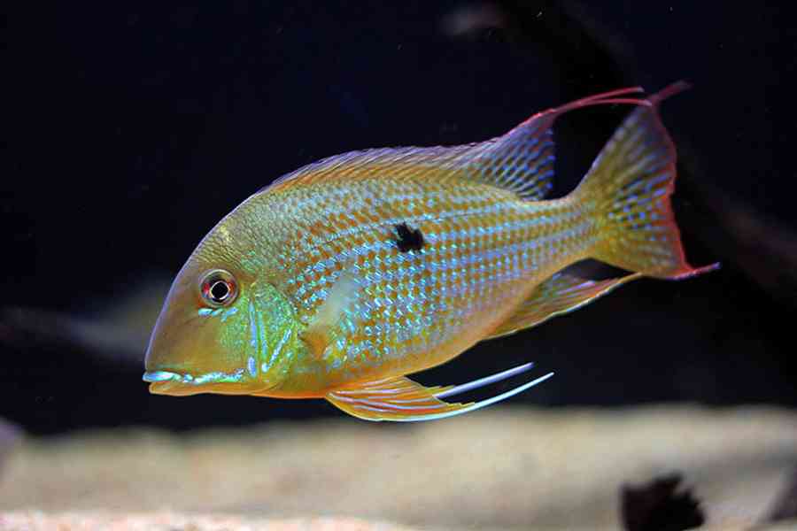 Geophagus Altifrons Tocantins - foto 2