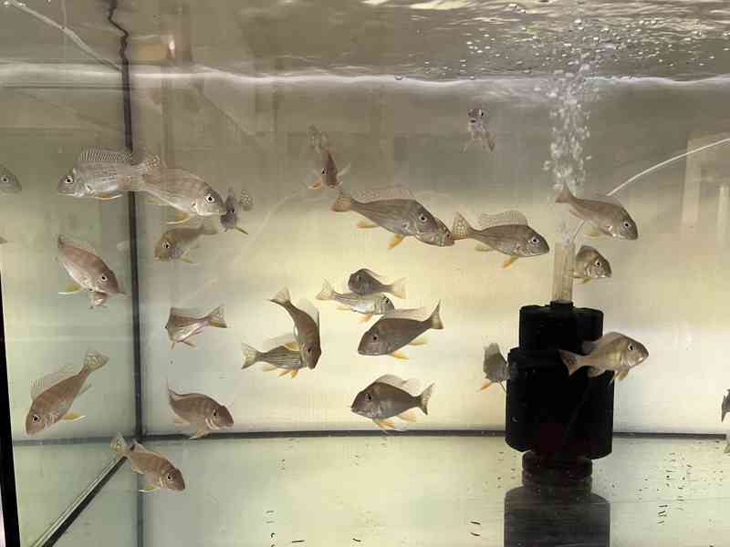 Geophagus Altifrons Tocantins - foto 1