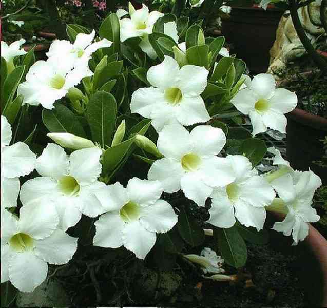 Adenium obesum 'super platinum' - semena
