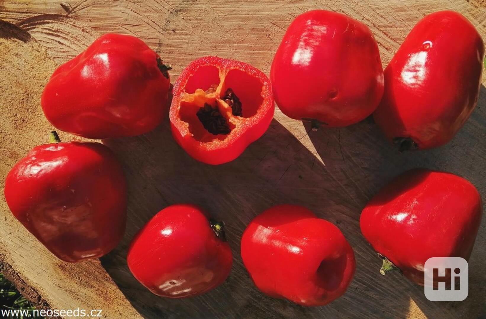 Sazenice Chilli Mini Rocoto Red