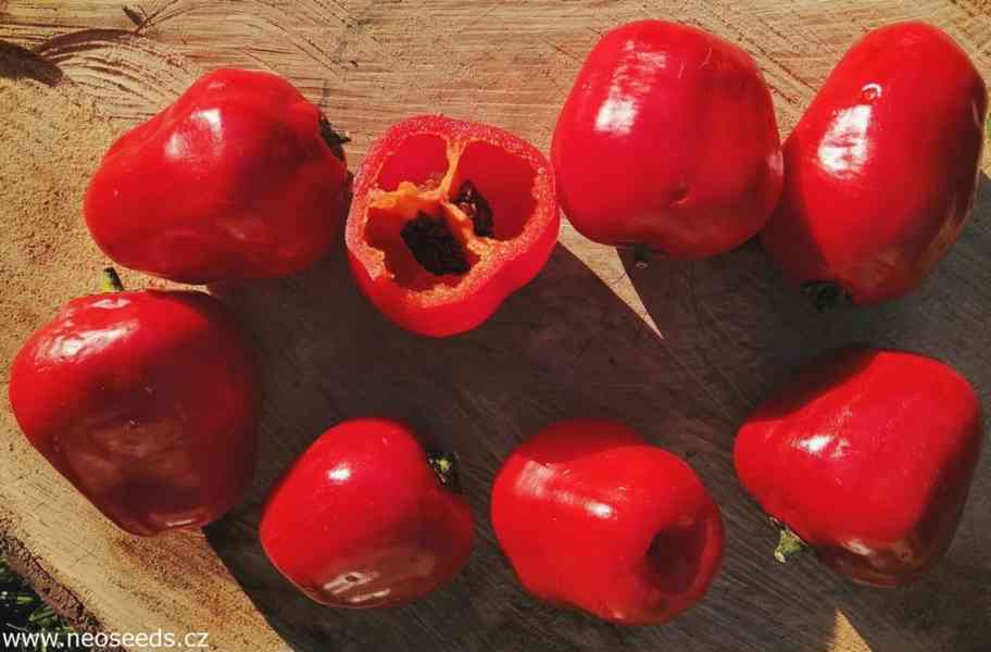 Sazenice Chilli Mini Rocoto Red - foto 1