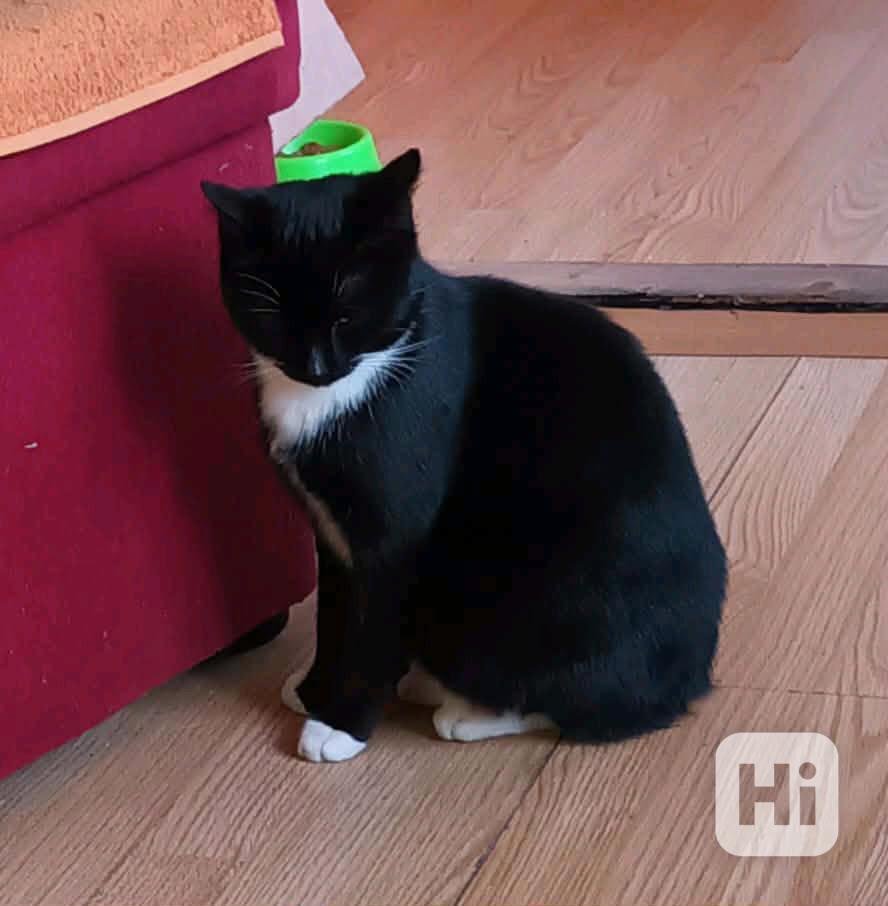 Černý s bílými znaky, hodný,  mazlivý 10měsíční Černík  - foto 1