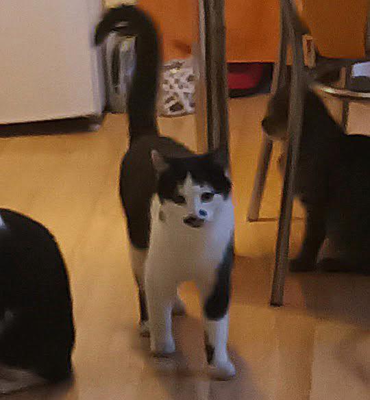 Černý s bílými znaky, hodný,  mazlivý 10měsíční Černík  - foto 2