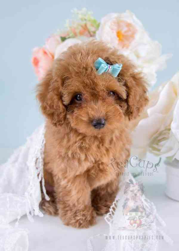 Nádherná štěňata pudla k prodeji - foto 2