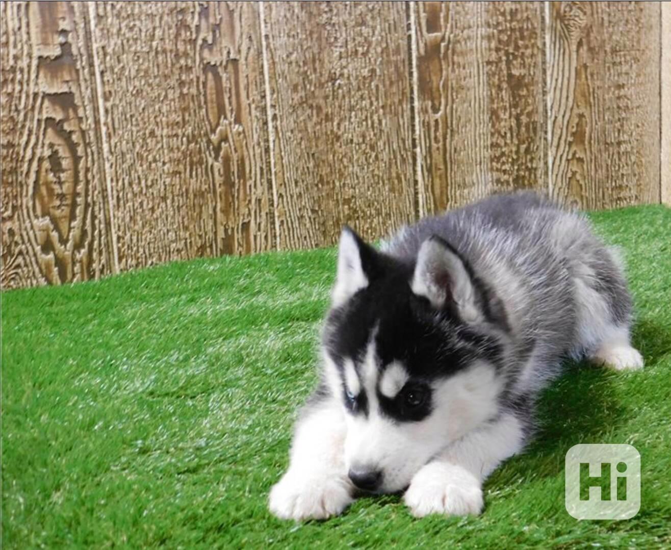 Prodám Sibiřského huskyho - foto 1