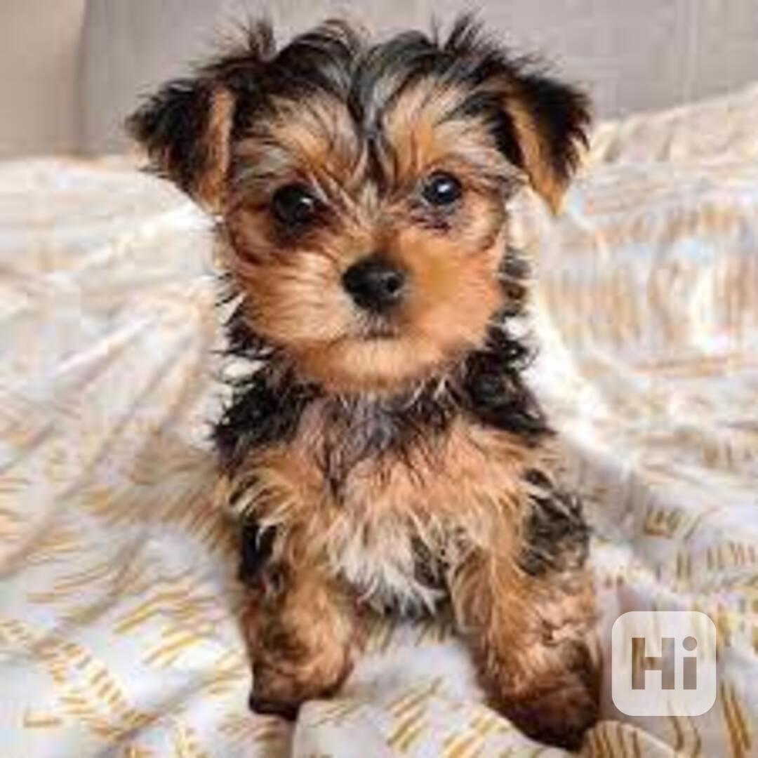 Jorkšírský teriér štěňátka(Yorkie) - foto 1