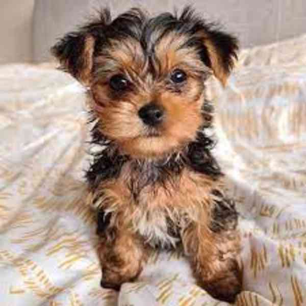 Jorkšírský teriér štěňátka(Yorkie) - foto 1