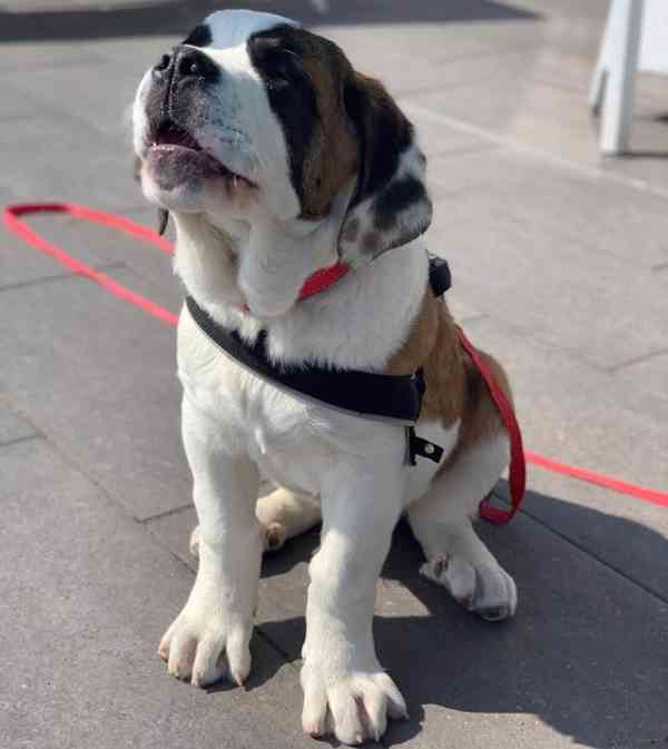 Štěně bernardince potřebuje nový domov - foto 2