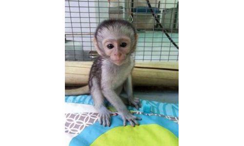Nádherná kapucínská opičí mláďata jsou k dispozici