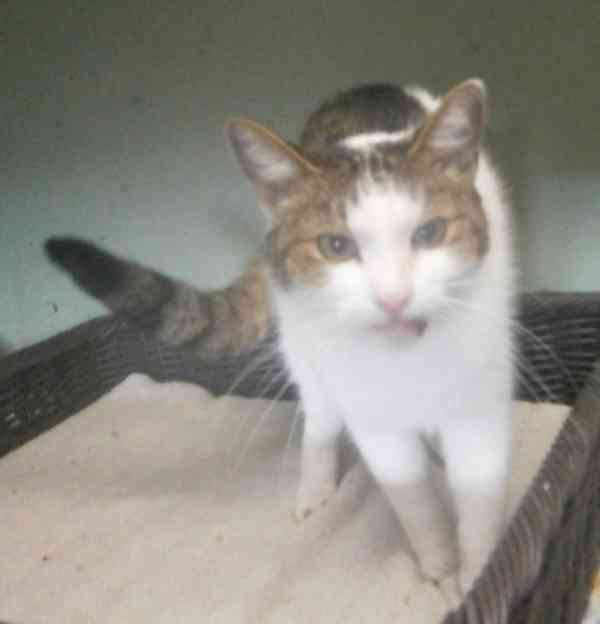 Milý, komunikativní bílomourovaný Oliver,  7-8letý,  - foto 3