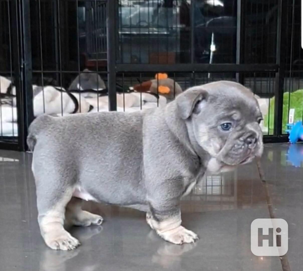 Dvě pěkná štěňata francouzského buldoka - foto 1
