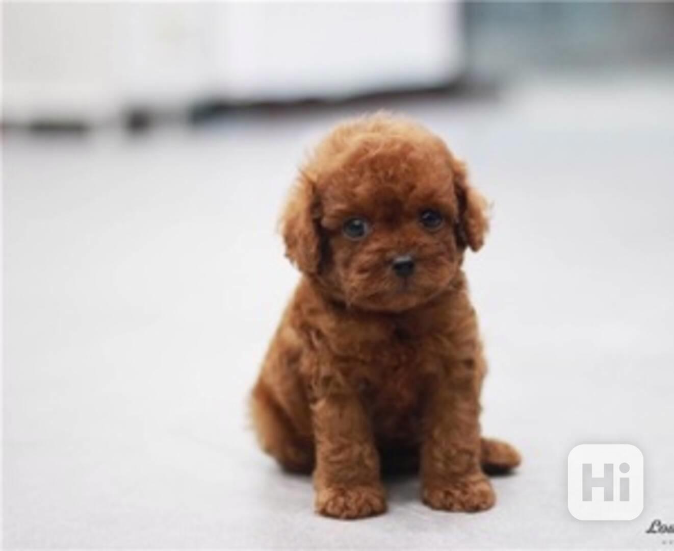 Krásná štěňata pudla - foto 1