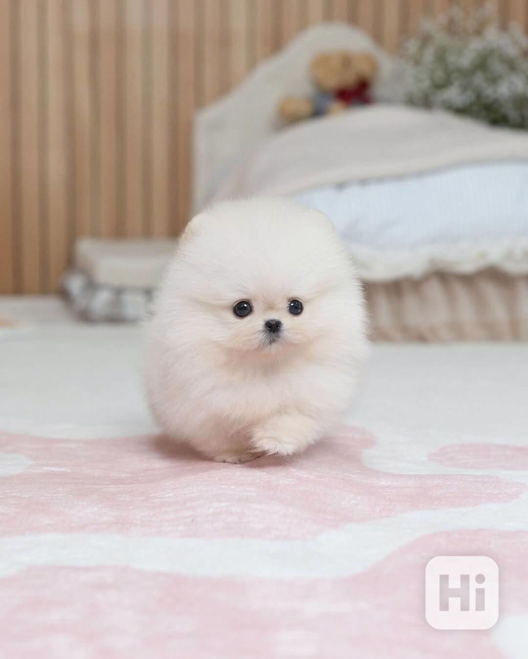 Nádherná štěňata mini pomeranianů – vychovaná s láskou - foto 1