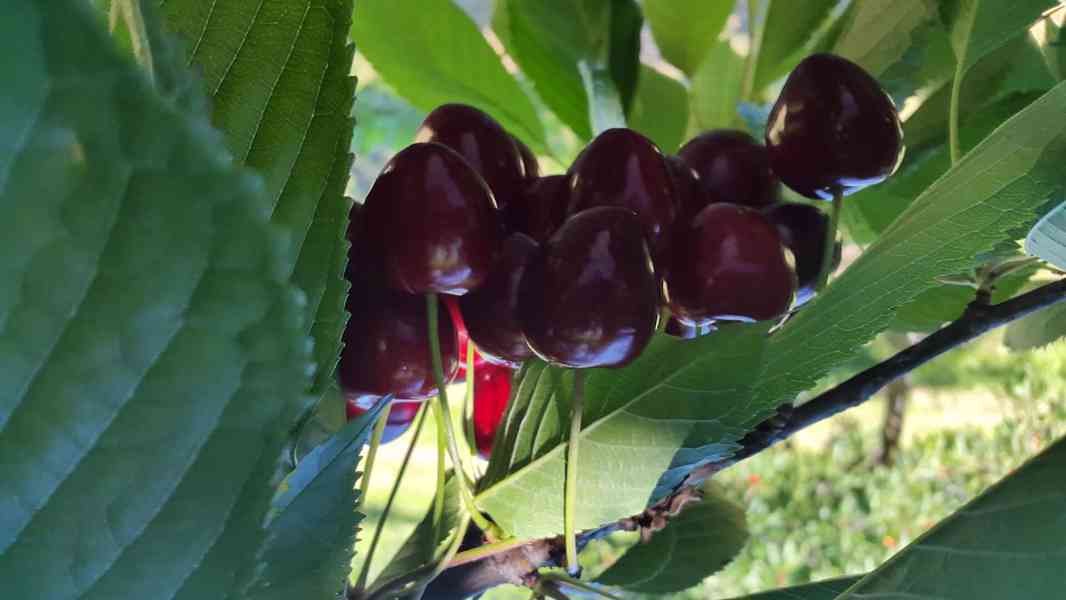 Třešně ze Lhenic - odrůda SAM - foto 2