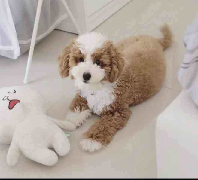 Štěňata pudla hledají domov. - foto 1