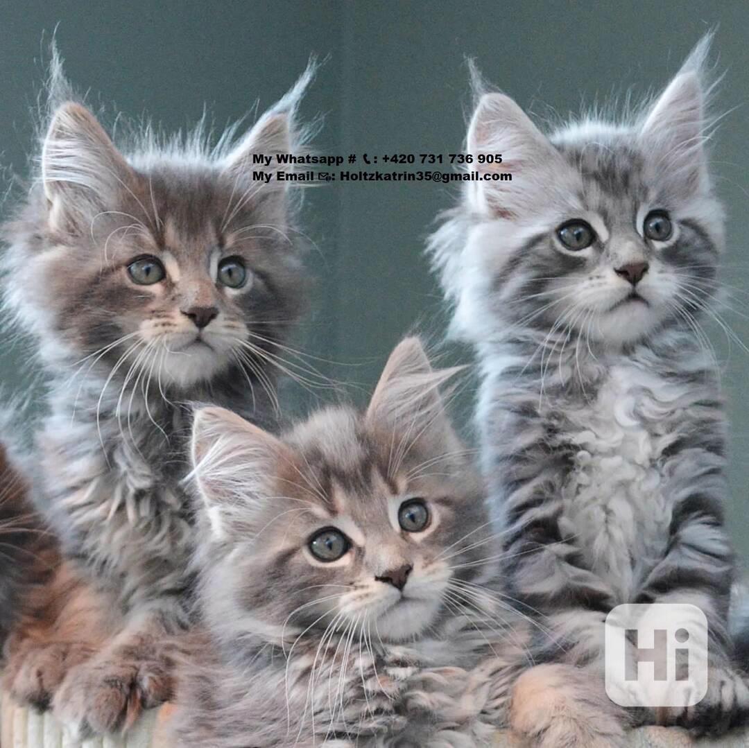 Mainská mývalí koťata na prodej - foto 1
