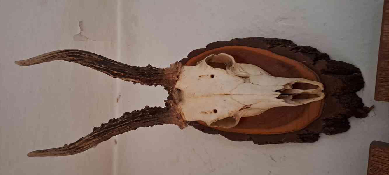 srnčí paroží - foto 2