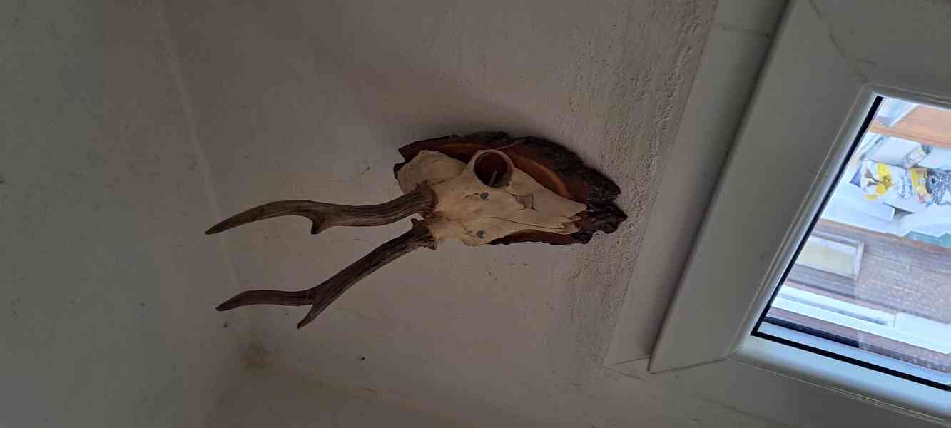 srnčí paroží - foto 3