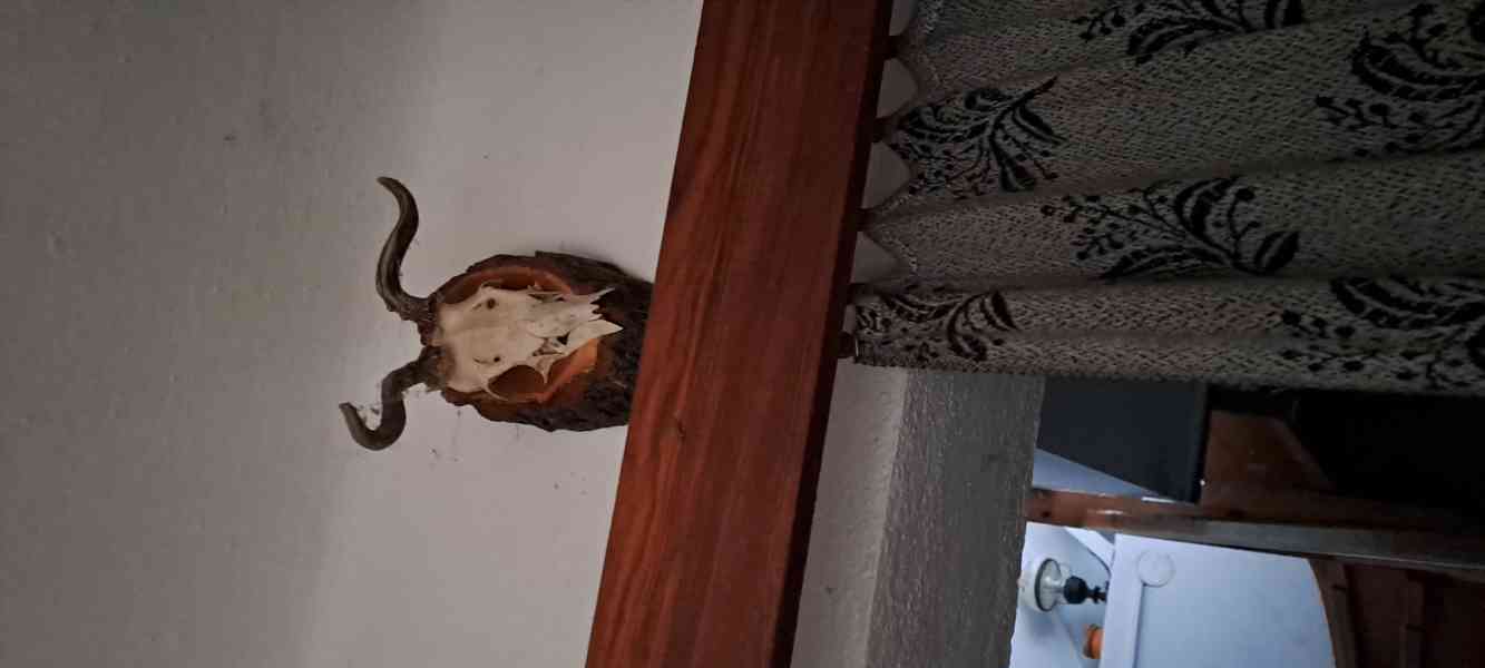 srnčí paroží - foto 5