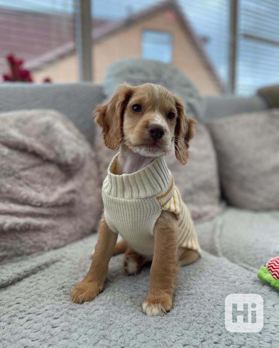 Seznamte se s "Daisy," okouzlujícím štěnětem anglického kokr - foto 1