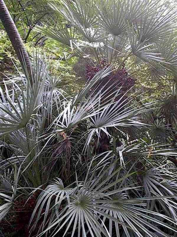 naklíčená semena palma Chamaerops humilis