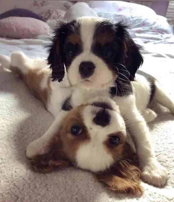 Kavalír king charles španěl štěňata