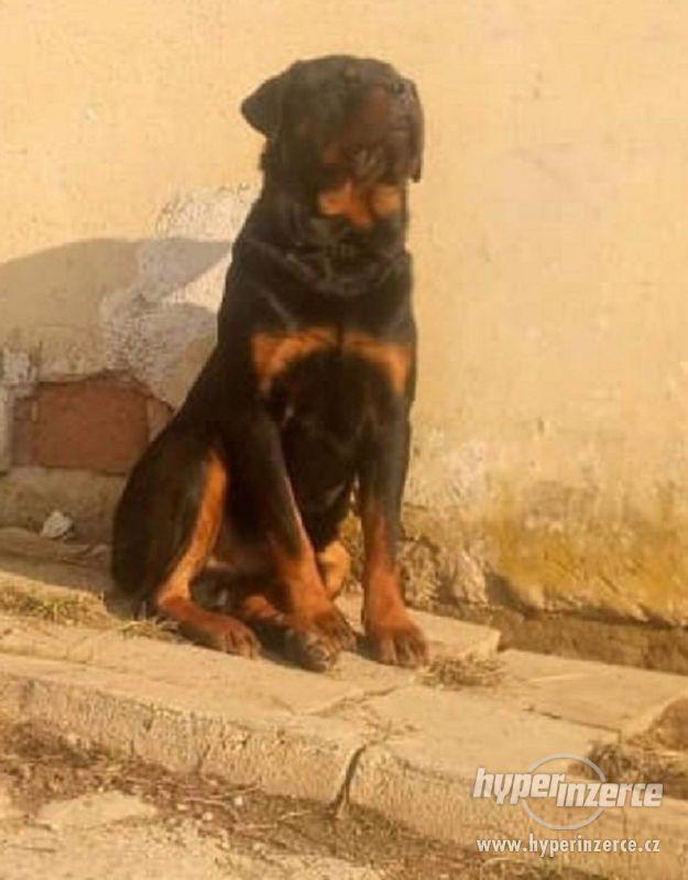Krytí Rottweiler, Rotvajler - foto 1