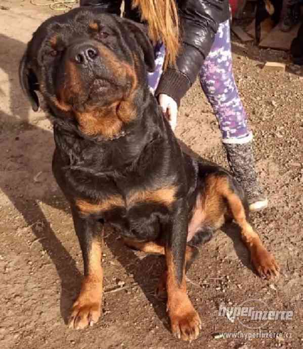 Krytí Rottweiler, Rotvajler - foto 2