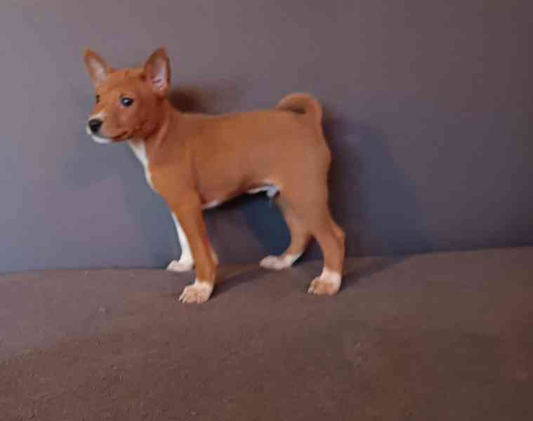 Basenji - foto 4