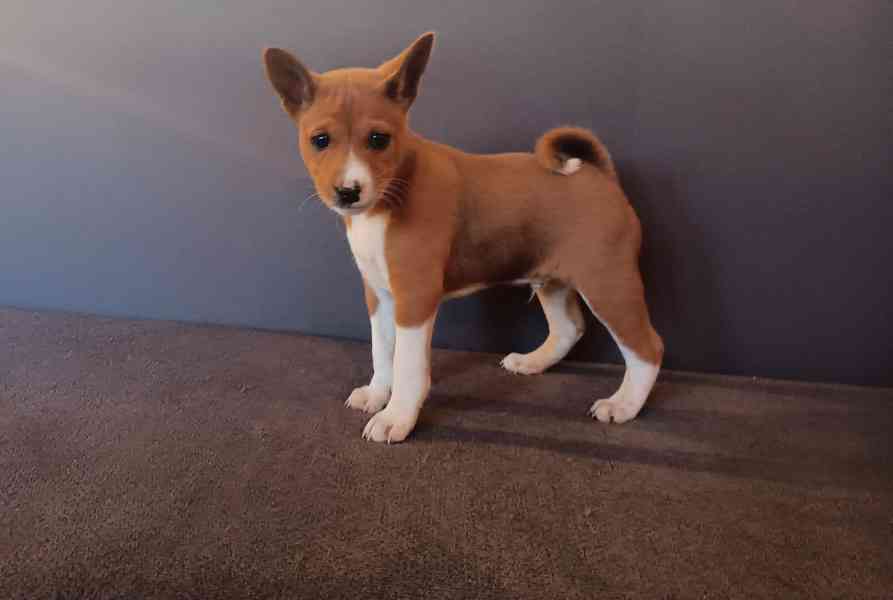 Basenji - foto 3