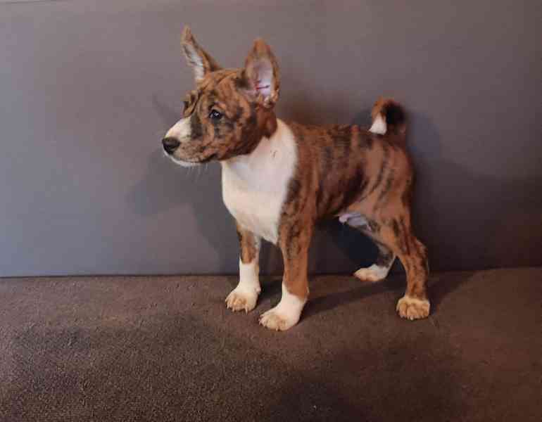 Basenji - foto 2