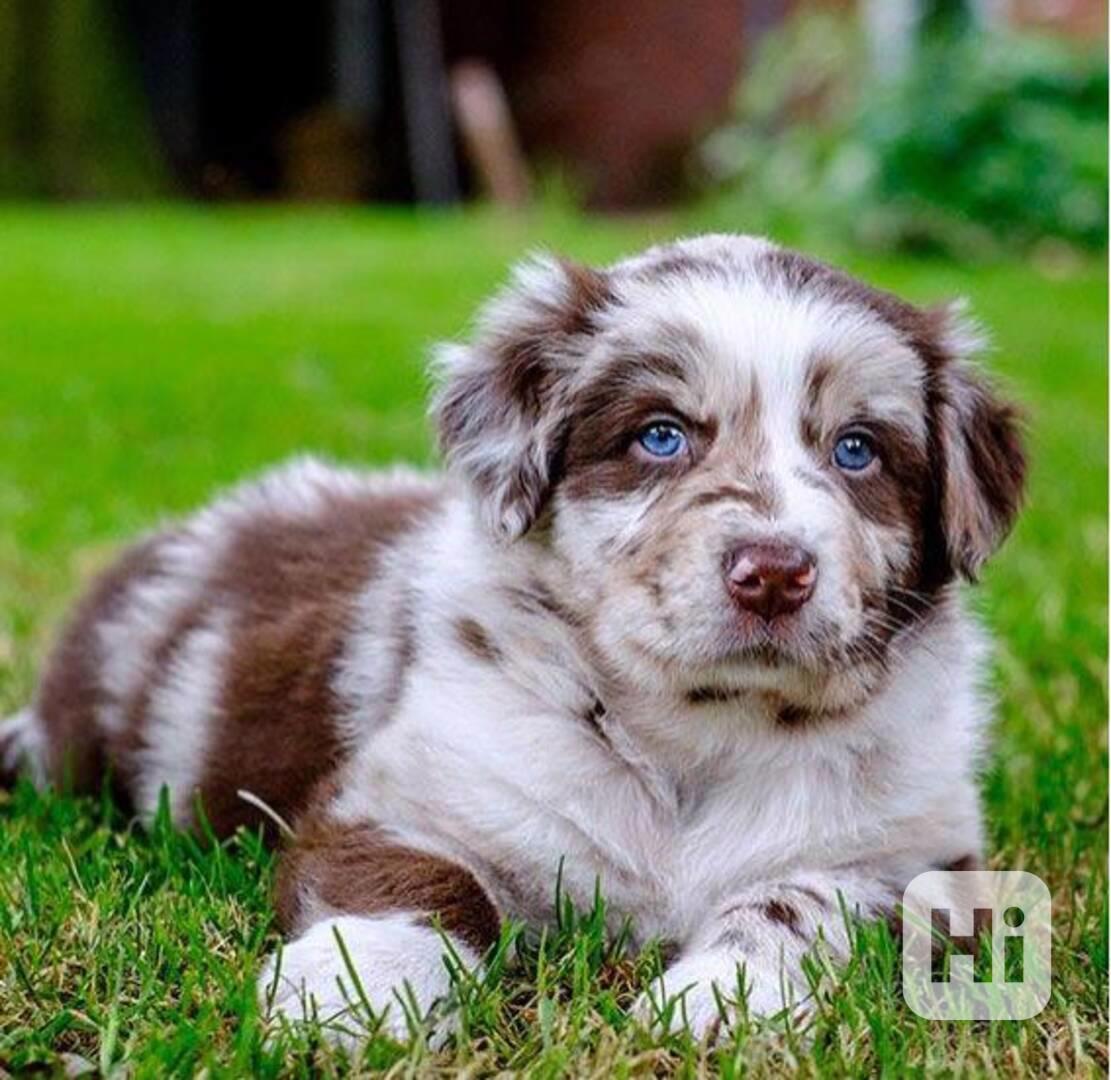 Australští ovčáci k adopci - foto 1