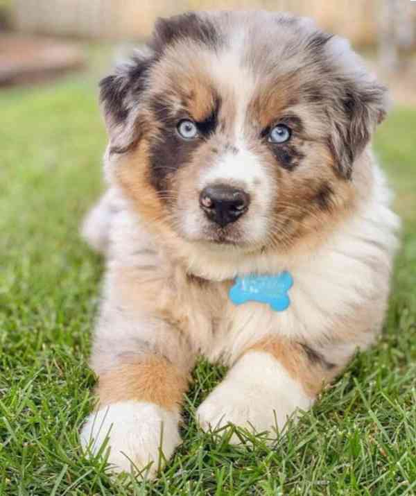 Australští ovčáci k adopci - foto 2