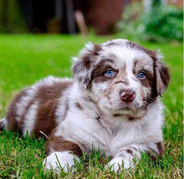 Australští ovčáci k adopci - foto 1