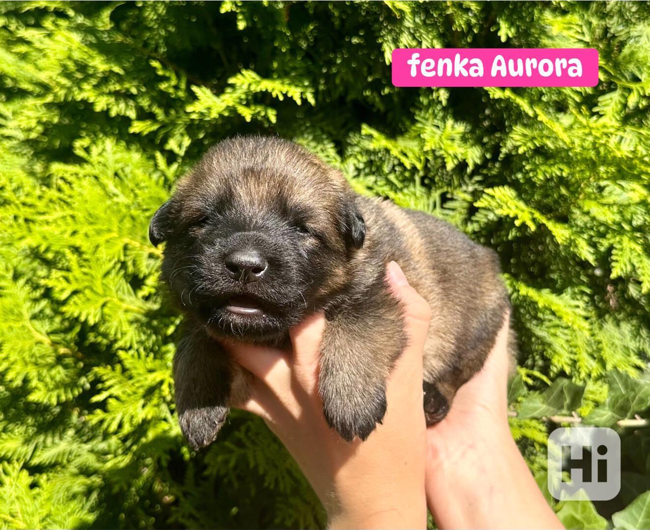 Štěňata německého ovčáka s PP - foto 1