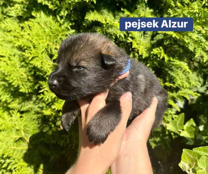 Štěňata německého ovčáka s PP - foto 5