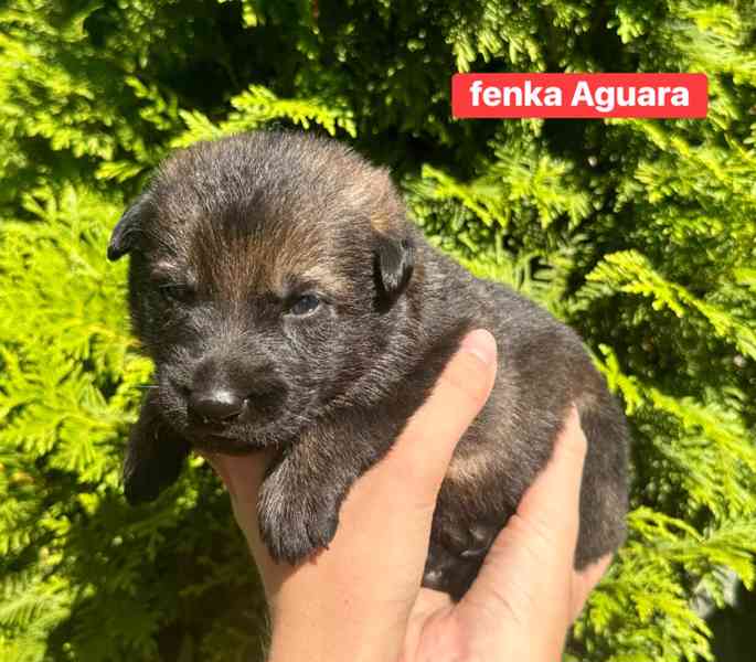 Štěňata německého ovčáka s PP - foto 3