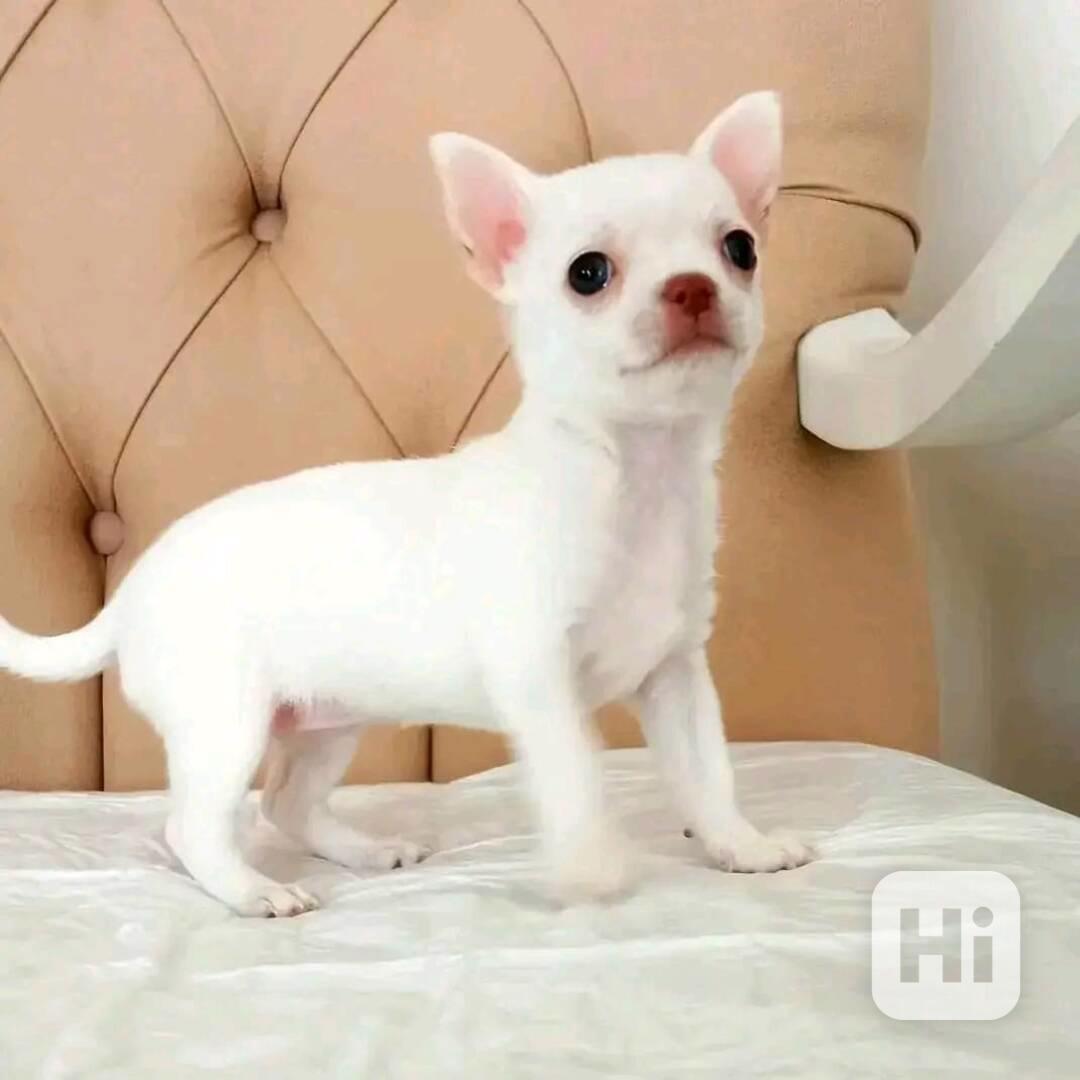 Štěňata čivavy hledají domov. - foto 1