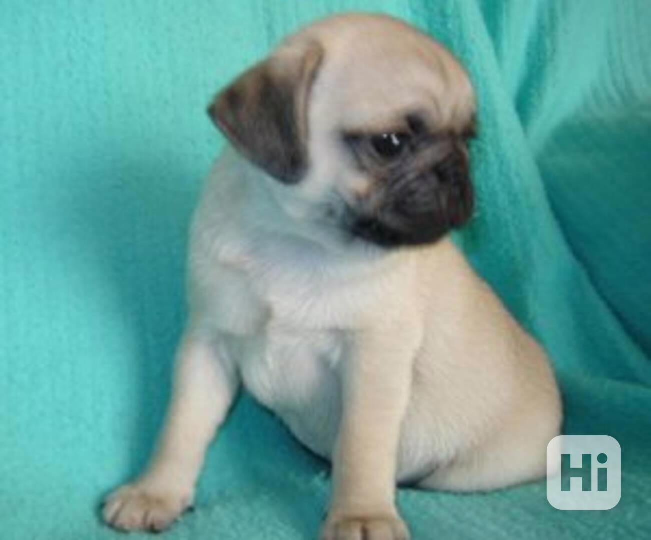 Štěňata mopsa připravená do nového domova - foto 1