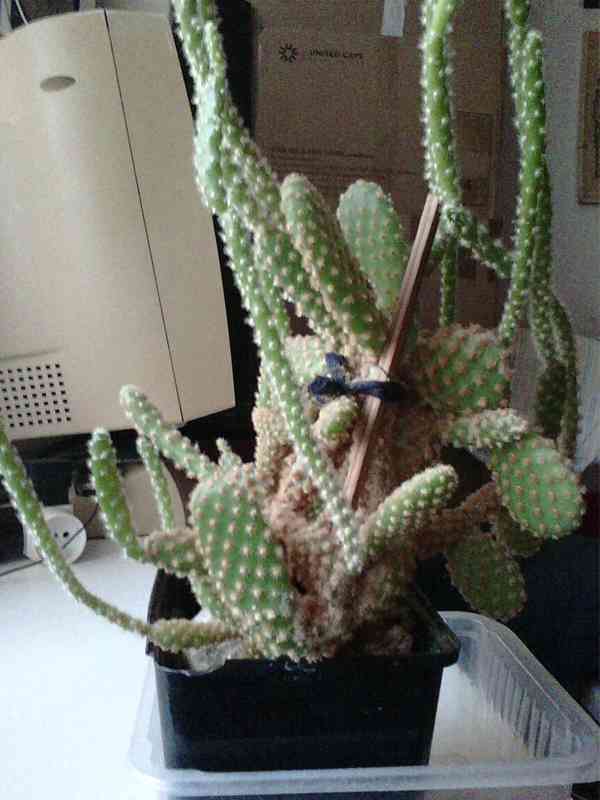 Kaktus Opuncie - foto 4