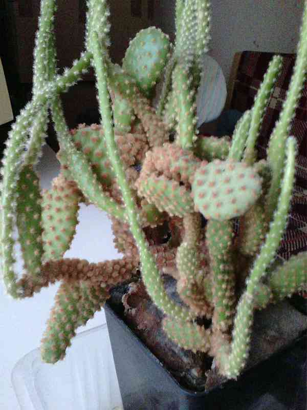 Kaktus Opuncie - foto 5