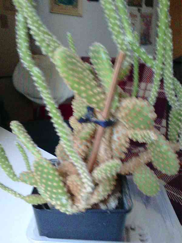 Kaktus Opuncie - foto 6