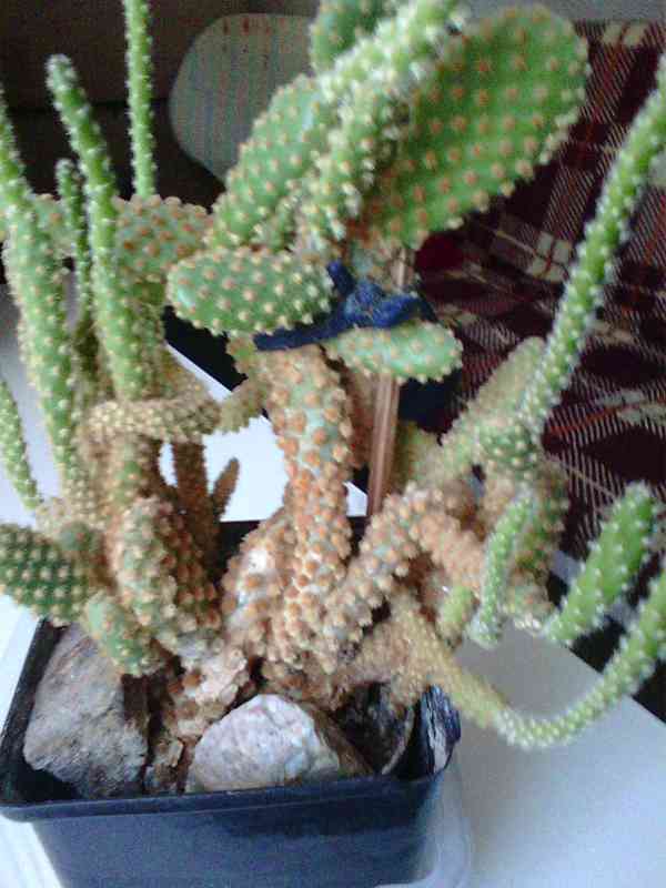 Kaktus Opuncie - foto 7