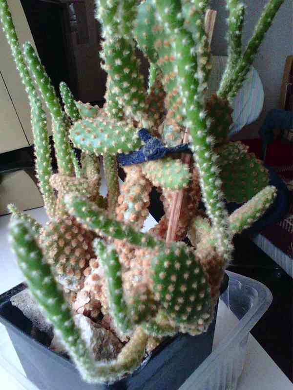 Kaktus Opuncie - foto 10