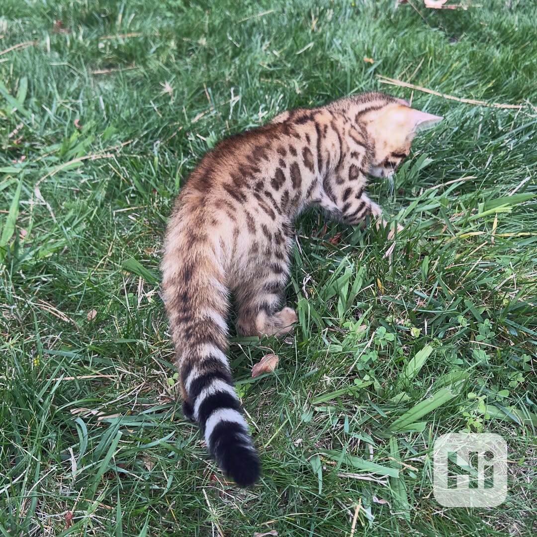 Bengálská koťata na prodej – Spotted Beauties 🐾 - foto 1