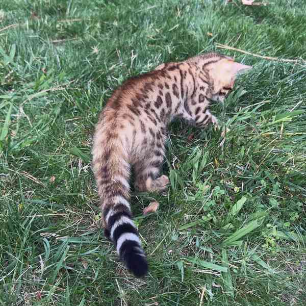 Bengálská koťata na prodej – Spotted Beauties 🐾 - foto 1