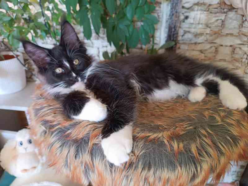 Kočky  - foto 2
